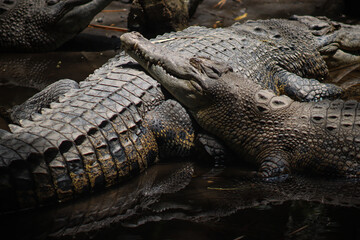 Group of Saltwater Crocodiles Resting Close Together in Muddy Water