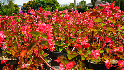 Red Begonia Flowers Blooming in Garden Pots