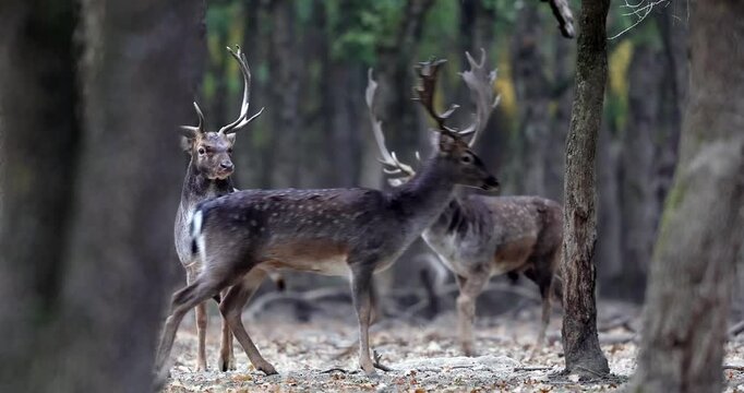 4K video of fallow deer male, dama dama, stag stay in a large deciduous forest in autumn season during ruting season.