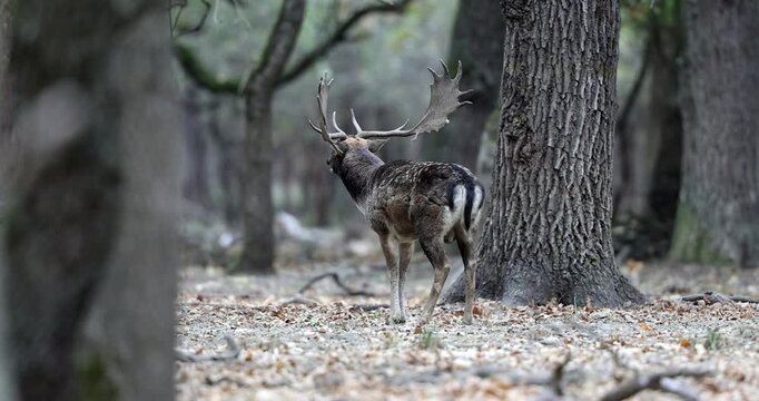 4K video of a big male of fallow deer, dama dama, stag stay in a large deciduous forest in autumn season during ruting season.