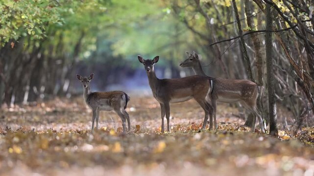 4K video of fallow deer female, dama dama, stag stay in a large deciduous forest in autumn season during ruting season.