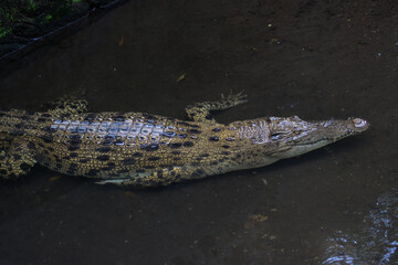 Saltwater Crocodile Resting in Shallow Water