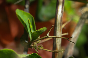 Macro of Bougainvillea Thorn and Stem with Green Leaves