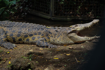 Large Crocodile Resting with Open Mouth in Sunlight