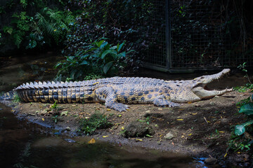Full Body Crocodile Resting with Open Mouth by the Riverbank