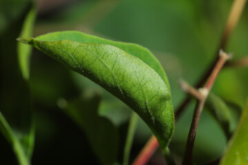 Macro of Young Bougainvillea Leaf with Fine Texture