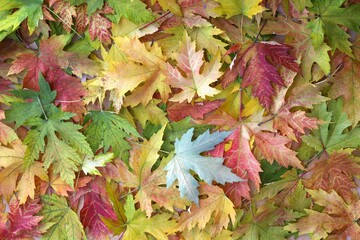 texture of autumn colored maple leaves