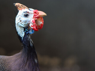 Close Up of Helmeted Guinea Fowl Eating Fresh Green Leaves