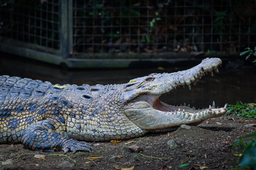 Close-up of a Large Crocodile with Open Mouth Showing Sharp Teeth