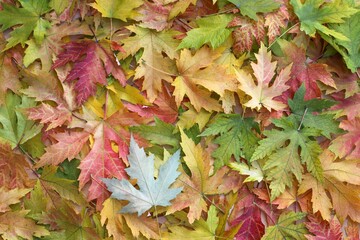 texture of autumn colored maple leaves
