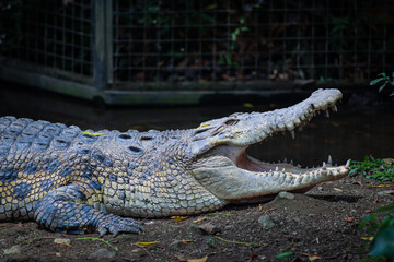 Close-up of a Large Crocodile Resting on the Ground with Open Mouth