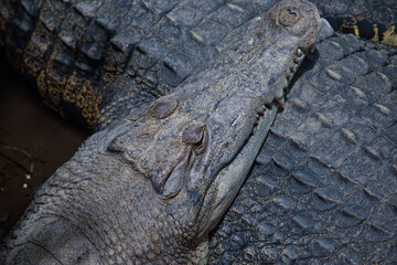 Fototapeta premium Close-up Detail of a Crocodile’s Head and Scaly Skin Texture
