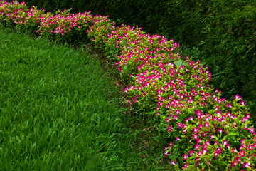 leuchtend rosafarbene Torenienhecke