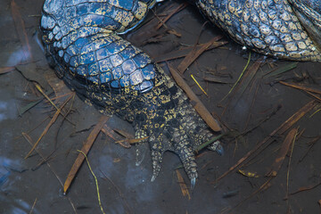 Close-Up of Crocodile Foot and Scaly Skin in Muddy Water