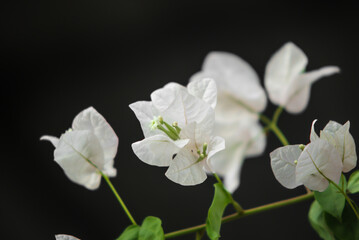 White Bougainvillea Flowers in Bloom on Dark Background
