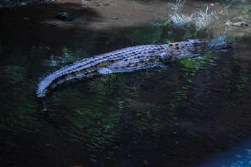 Crocodile Floating in Dark Water with Natural Reflections