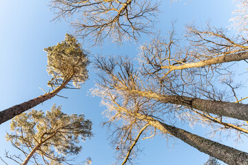 Trees in the Białowieża Forest in winter.
