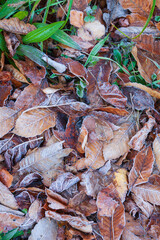 初冬の落葉風景