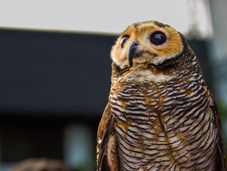 Close-up Portrait of a Brown Owl with Big Eyes and Striped Feathers in Natural Light