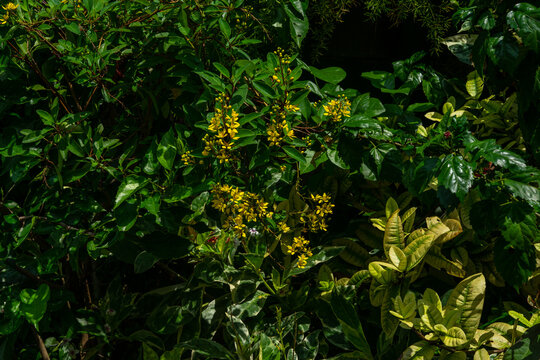 Golden Thryallis or Galphimia glauca with Bright Yellow Flowers in a Lush Tropical Garden