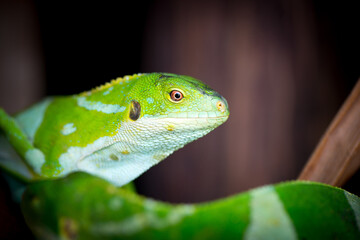 A Vanuatu iguana