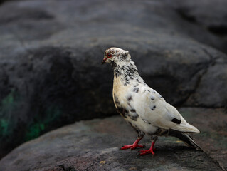 Close-up of a White and Black Spotted Pigeon with Red Feet Standing on a Rock