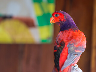 A red lory potrait from back at the zoo
