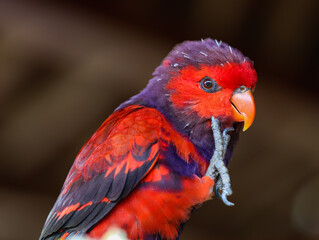 Close-Up of Vibrant Red and Purple Parrot Holding Its Foot with Soft Background