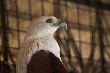 Close-Up Side Profile of a Brahminy Kite or Elang Bondol with White Head and Brown Body in Captivity