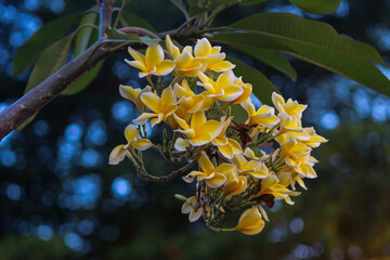 Frangipani or Plumeria rubra or Bunga Kamboja in Full Bloom with Yellow and White Petals Against a Dark Green Bokeh Background