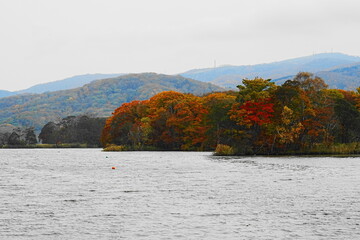 大沼公園の紅葉した木