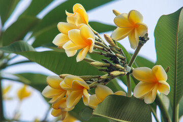 Cluster of Yellow Plumeria or Bunga Kamboja Flowers Blooming on Tree with Green Leaves and Blue Sky Background
