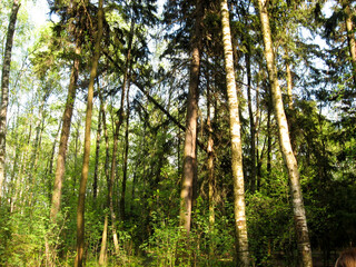forest trees. nature green wood sunlight backgrounds. forest trees. forest trees
