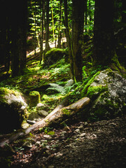 Dark Deep Forest Landscape with Sunlit Ferns Moss Covered Stones and Natural Forest Ground Woodland...