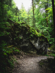 Dark Forest Landscape with Mossy Rock and Trail on a Moody Overcast Day