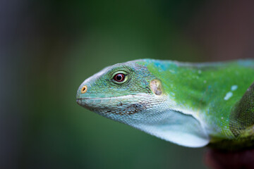 A Vanuatu iguana