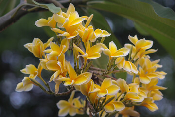 Obraz premium Vibrant Yellow Plumeria Flowers or Bunga Kamboja in Full Bloom on Tree Branch