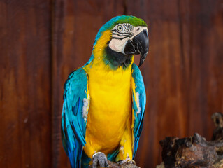 Colorful Blue and Yellow Macaw Parrot Perched on Wooden Branch