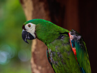 Beautiful Green Macaw Parrot with Bright Feathers in Natural Background