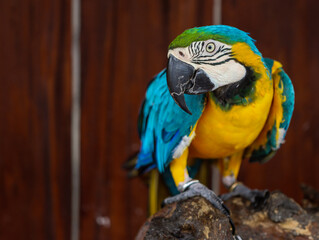 Colorful Blue and Yellow Macaw Perched on Wooden Branch