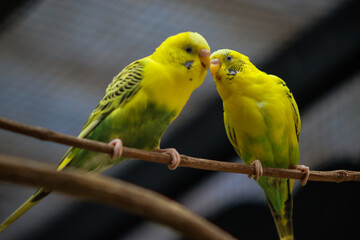 Fototapeta premium Two Yellow and Green Budgerigars Perching Close Together on a Branch Showing Affection