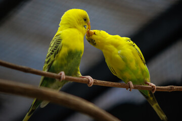 Fototapeta premium Two Yellow and Green Budgerigars Kissing on a Branch Showing Love and Affection