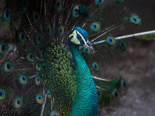 Obraz premium Beautiful Peacock with Vibrant Colorful Feathers Displaying Its Plumage