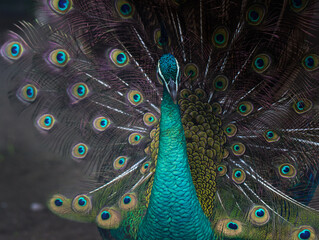 Obraz premium Front View of a Majestic Peacock Displaying Its Vibrant Iridescent Feathers