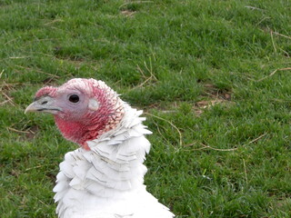 white female turkey on green grass