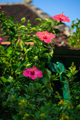 Two Pink Hibiscus Flowers or Kembang Sepatu Blooming in Lush Tropical Garden Under Clear Blue Sky
