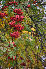 Clusters of rowan berries hanging from tree branches.