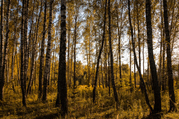 Fototapeta premium Sun setting through birch tree forest. Golden light illuminating autumn landscape in grove. Natural scenic view for wallpaper design.