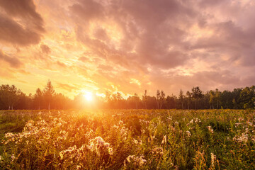 Golden sunset or sunrise over a field of wild grasses and flowers in summer. Rural landscape at...
