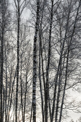 Sunbeams shining through snow-covered birch branches in a birch forest after a snowfall on a winter.